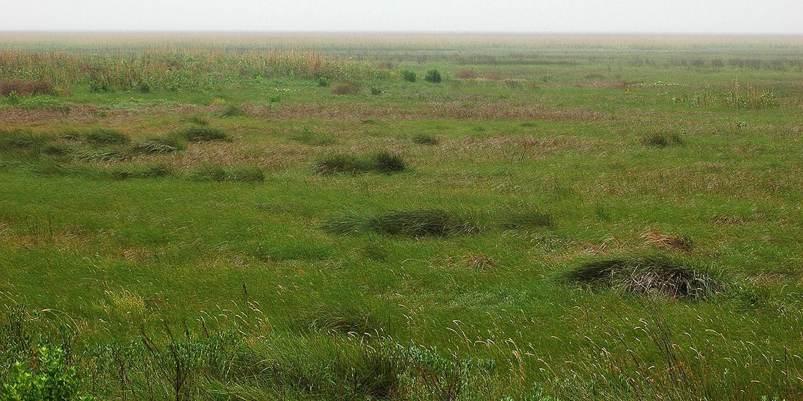 Western Gulf Coastal Grasslands One Earth